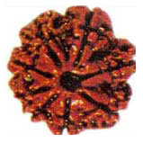 Aath Mukhi Rudraksha