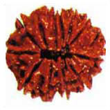 Barah Mukhi Rudraksha
