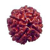 Chaar Mukhi Rudraksha