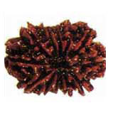 Chauda Mukhi Rudraksha
