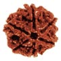 Chai Mukhi Rudraksha 