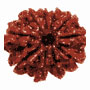 Das Mukhi Rudraksha