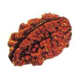 Do Mukhi Rudraksha