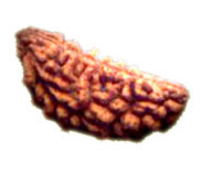 Ek Mukhi Rudraksha