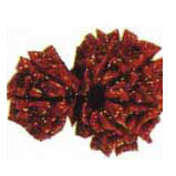 Gaurishankars Rudraksha
