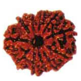 Gyarah Mukhi Rudraksha
