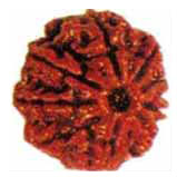 Nau Mukhi Rudraksha