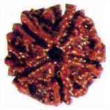 Paanch Mukhi Rudraksha