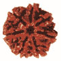 Saat Mukhi Rudraksha