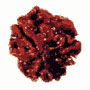 Teen Mukhi Rudraksha