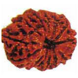 Terah Mukhi Rudraksha